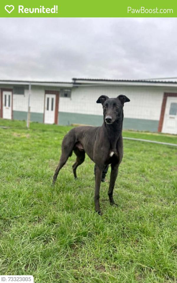 Reunited Male Dog last seen Pisgah Shadows & Stoney Brook Rd., Transylvania County, NC 28766