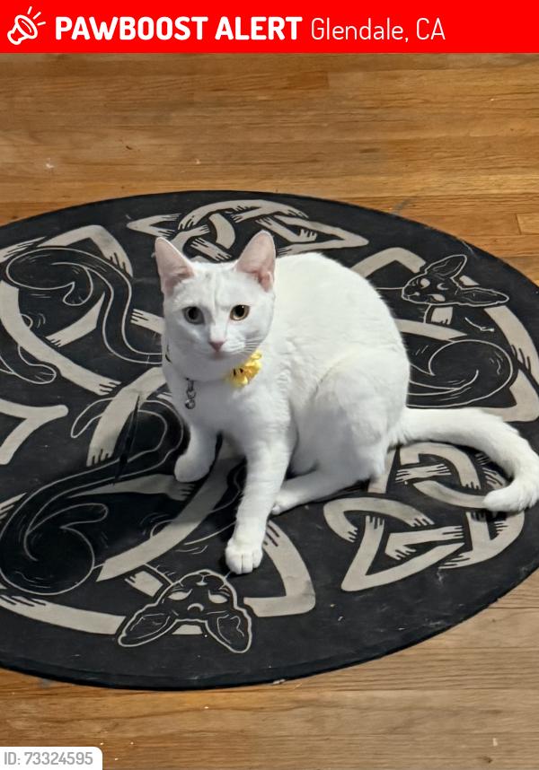 Lost Female Cat last seen Sycamore, Glendale, CA 91208