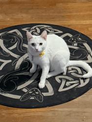 Lost Female Cat last seen Sycamore, Glendale, CA 91208