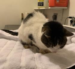 Lost Female Cat last seen Near nw 26th ct sunrise, Sunrise, FL 33322