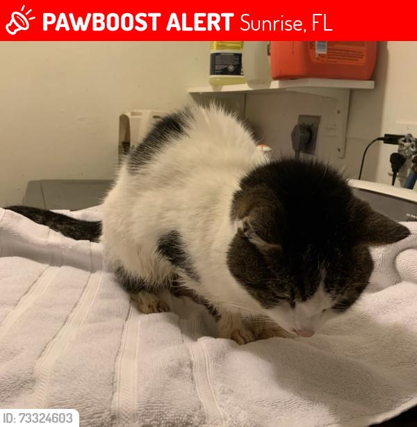 Lost Female Cat last seen Near nw 26th ct sunrise, Sunrise, FL 33322