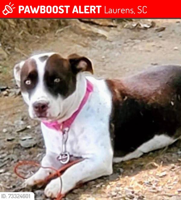 Lost Female Dog last seen Laurens, Laurens, SC 29360
