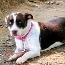 Lost Female Dog last seen Laurens, Laurens, SC 29360