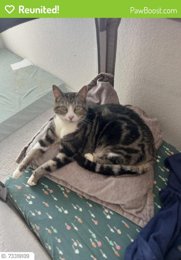 Reunited Male Cat last seen Haywood manor & Peridot Pass, Hays County, TX 78656