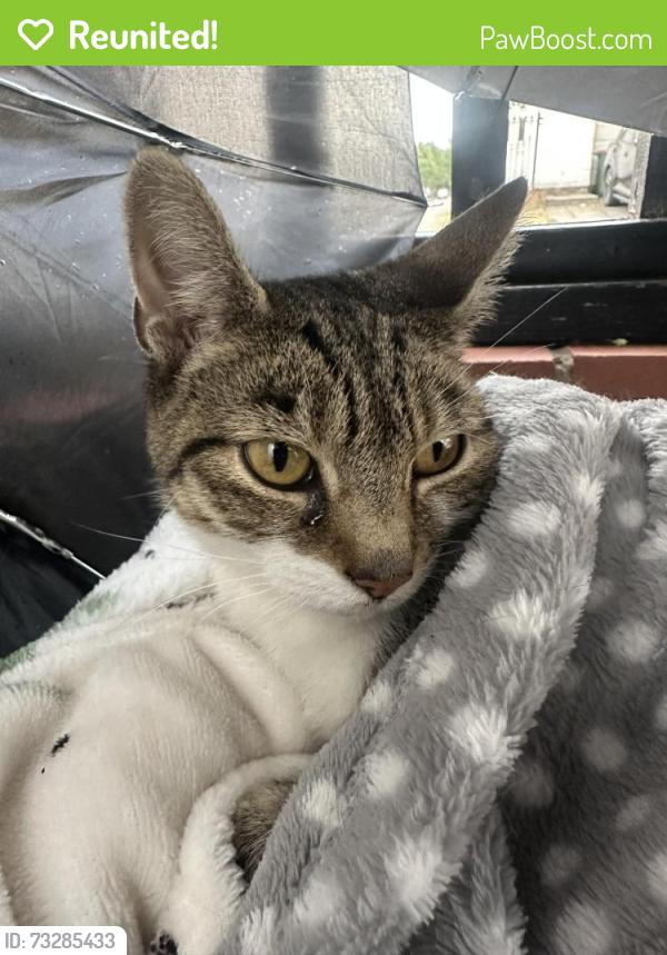 Reunited Female Cat last seen Near Holyhead Close london, Greater London, England E6 5YN