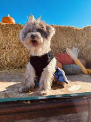 Reunited Female Dog last seen Knox an Ellsworth, Denver, CO 80219