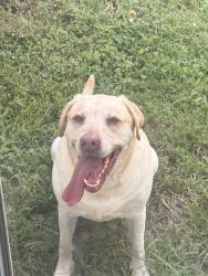 Reunited Male Dog last seen Greenwell Rd, Virginia Beach, VA 23455