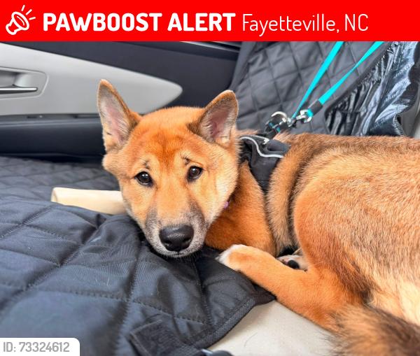 Lost Male Dog last seen Cliffdale road, Fayetteville, NC 28314