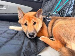 Lost Male Dog last seen Cliffdale road, Fayetteville, NC 28314