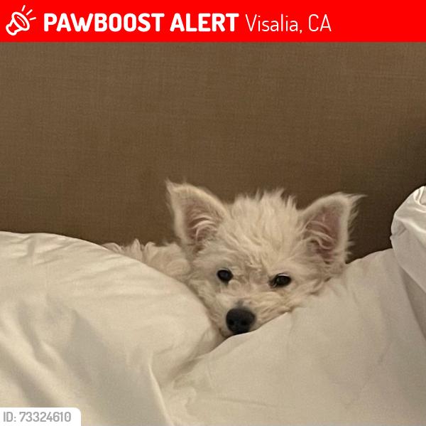 Lost Male Dog last seen Perez Ave, Visalia, CA 93291