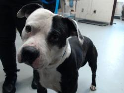 Shelter Stray Male Dog last seen Near BLOCK FRANKLIN STREET, 4704 Corporation Dr, Fayetteville, NC 28306, USA