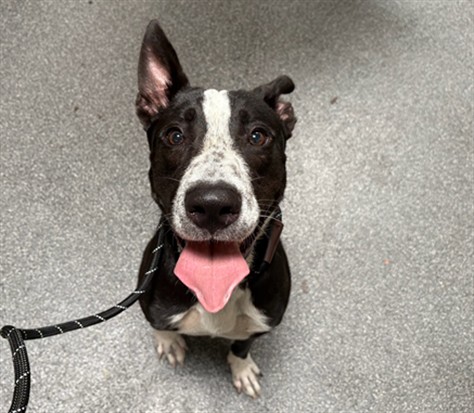 Shelter Stray Male Dog last seen , 3201 Lacy St, Los Angeles, CA 90031, USA