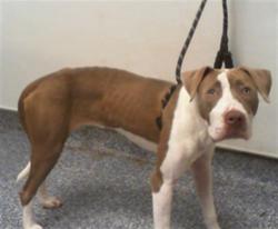 Shelter Stray Female Dog last seen HUNTERSVILLE, 8315 Byrum Dr, Charlotte, NC 28217, USA