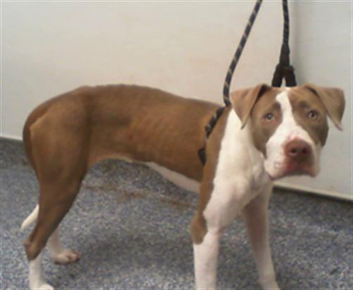 Shelter Stray Female Dog last seen HUNTERSVILLE, 8315 Byrum Dr, Charlotte, NC 28217, USA