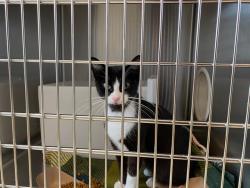 Shelter Stray Female Cat last seen Near BLOCK N 1ST ST, 3839 W Burnham St, West Milwaukee, WI 53215, USA