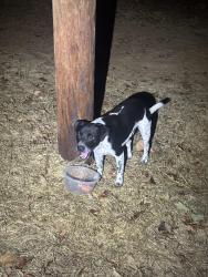 Found/Stray Male Dog last seen Near minutes drive from LBA market/ 5 minutes from lake Bastrop, Camp Swift, TX 78602