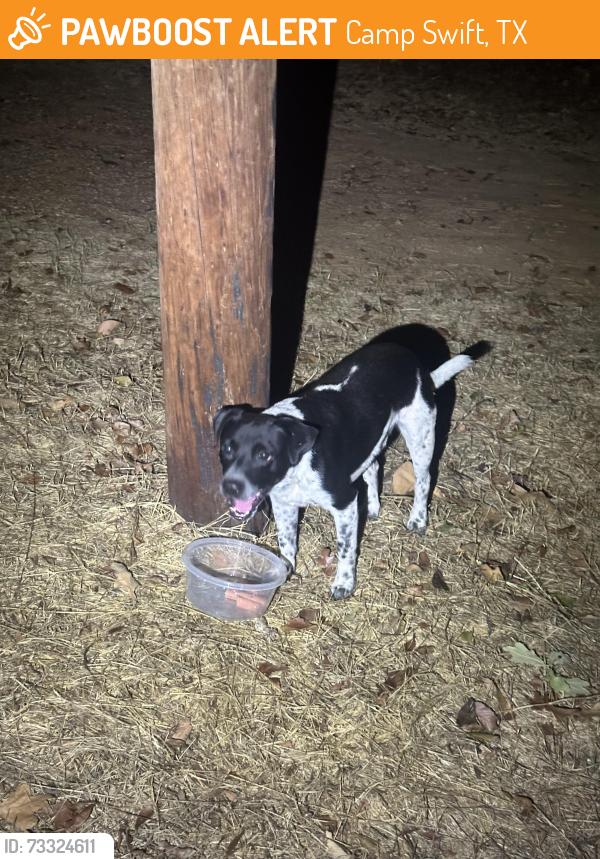 Found/Stray Male Dog last seen Near minutes drive from LBA market/ 5 minutes from lake Bastrop, Camp Swift, TX 78602