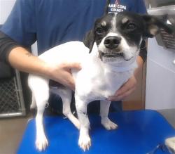 Shelter Stray Male Dog last seen SUNLAND AVE AND 33RD AVE, 2500 S 27th Ave, Phoenix, AZ 85009, USA