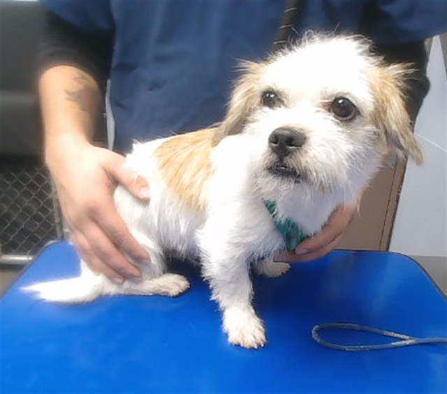 Shelter Stray Male Dog last seen SUNLAND AVE AND 33RD AVE, 2500 S 27th Ave, Phoenix, AZ 85009, USA