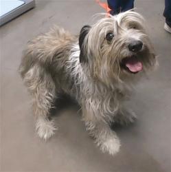 Shelter Stray Female Dog last seen 67TH AVE AND VAN BUREN ST, 2500 S 27th Ave, Phoenix, AZ 85009, USA