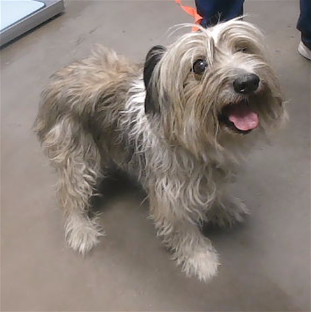 Shelter Stray Female Dog last seen 67TH AVE AND VAN BUREN ST, 2500 S 27th Ave, Phoenix, AZ 85009, USA