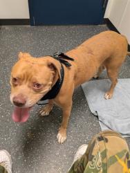 Shelter Stray Female Dog last seen CONFINED ON MADISON, 2600 NE Perry Ave, Peoria, IL 61603, USA