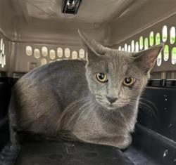Shelter Stray Female Cat last seen NORTHVIEW DR & NORCROFT WAY, 2127 Front St, Sacramento, CA 95818, USA