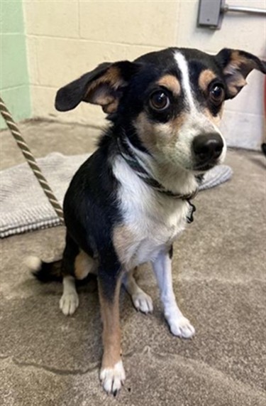 Shelter Stray Male Dog last seen SKY CREEK DR & BLUE SKY CT, 2127 Front St, Sacramento, CA 95818, USA