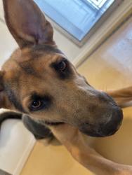 Shelter Stray Male Dog last seen N PEPPER AVE X W VALLEY BLVD, 333 Chandler Pl, San Bernardino, CA 92408, USA