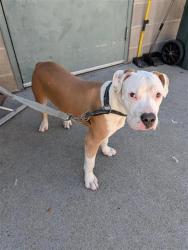 Shelter Stray Male Dog last seen RUSH RIVER DR & GREENHAVEN DR, 2127 Front St, Sacramento, CA 95818, USA