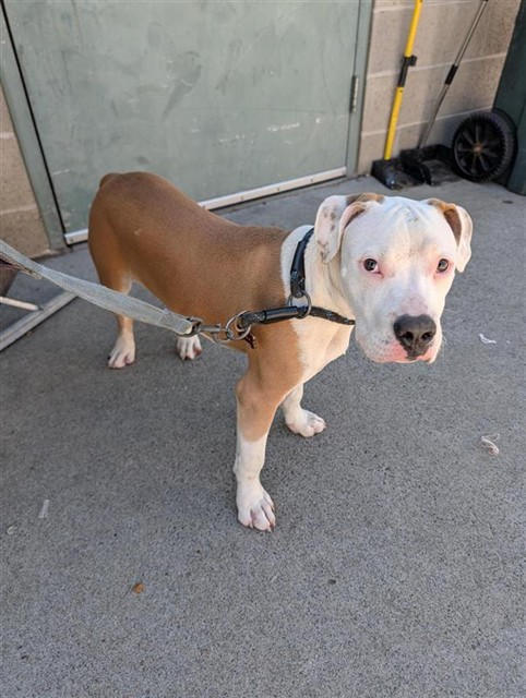 Shelter Stray Male Dog last seen RUSH RIVER DR & GREENHAVEN DR, 2127 Front St, Sacramento, CA 95818, USA