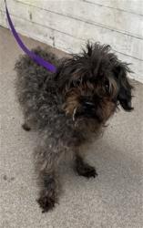 Shelter Stray Female Dog last seen N 8TH ST & N LA CADENA DR, COLTON, CA, 92324, USA, 333 Chandler Pl, San Bernardino, CA 92408, USA
