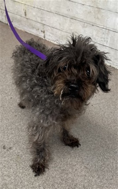 Shelter Stray Female Dog last seen N 8TH ST & N LA CADENA DR, COLTON, CA, 92324, USA, 333 Chandler Pl, San Bernardino, CA 92408, USA