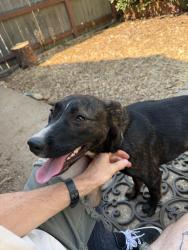 Reunited Female Dog last seen Grass valley school district, The Pines Inn, Grass Valley, CA 95945