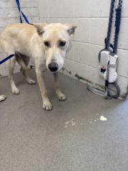 Shelter Stray Female Dog last seen Near BLOCK N CRISTY AVE, 333 Chandler Pl, San Bernardino, CA 92408, USA