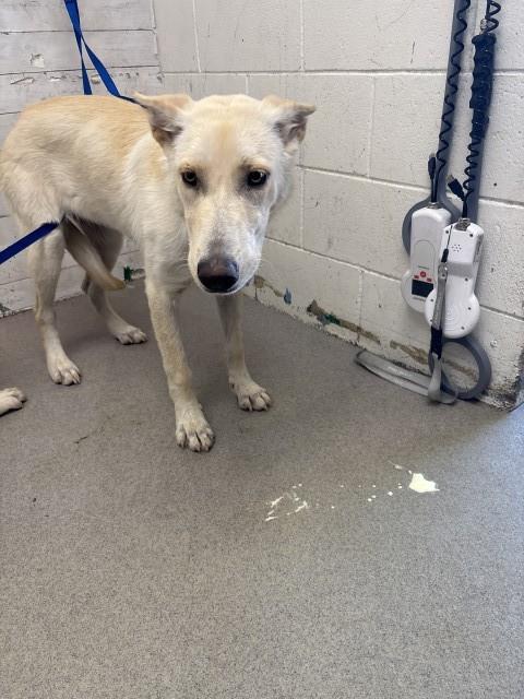 Shelter Stray Female Dog last seen Near BLOCK N CRISTY AVE, 333 Chandler Pl, San Bernardino, CA 92408, USA