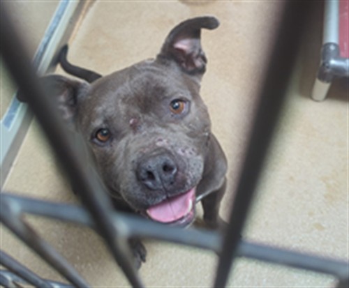 Shelter Stray Female Dog last seen RIO LINDA BLVD, 3839 Bradshaw Rd, Sacramento, CA 95827, USA