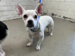 Shelter Stray Female Dog last seen WALMART ON HALLMARK PKWY, 333 Chandler Pl, San Bernardino, CA 92408, USA