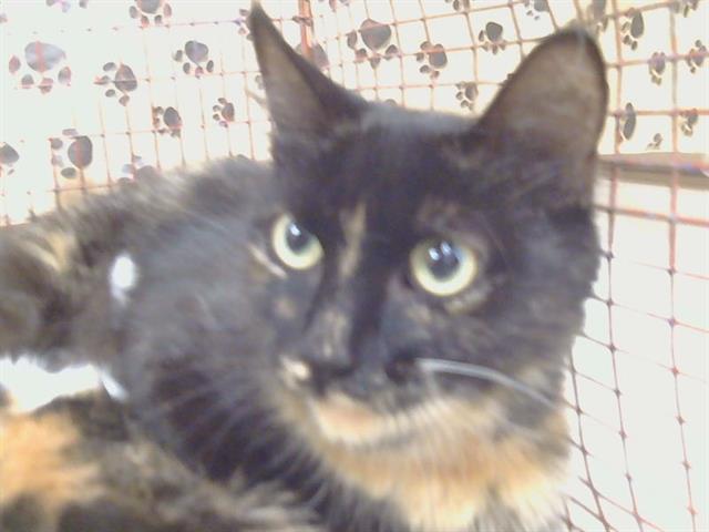 Shelter Stray Female Cat last seen MONTREUX WY/BAYTOWN WY, 95828, 3839 Bradshaw Rd, Sacramento, CA 95827, USA