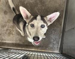 Shelter Stray Male Dog last seen Near BLOCK N CRISTY AVE, 333 Chandler Pl, San Bernardino, CA 92408, USA