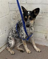 Shelter Stray Female Dog last seen KING ST X MACY ST, 333 Chandler Pl, San Bernardino, CA 92408, USA