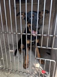 Shelter Stray Male Dog last seen SW 27TH ST/S LINN AVE, 2811 SE 29th St, Oklahoma City, OK 73129, USA