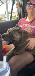 Found/Stray Female Dog last seen PSL & alcanterra, Port St. Lucie, FL 34953