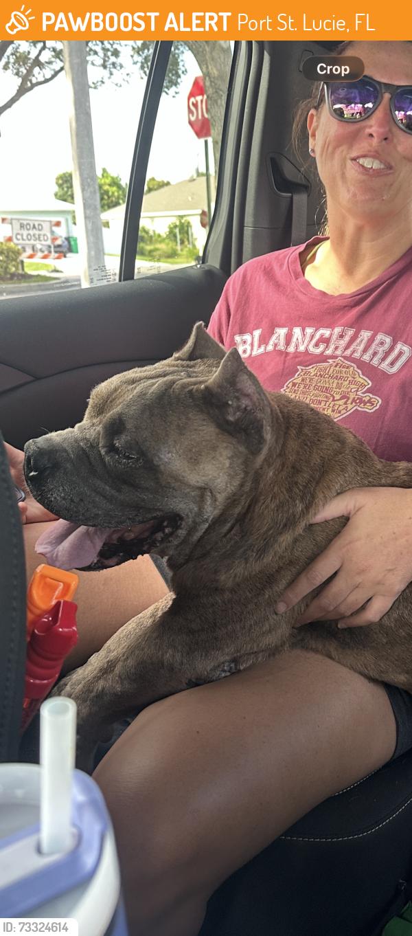 Found/Stray Female Dog last seen PSL & alcanterra, Port St. Lucie, FL 34953
