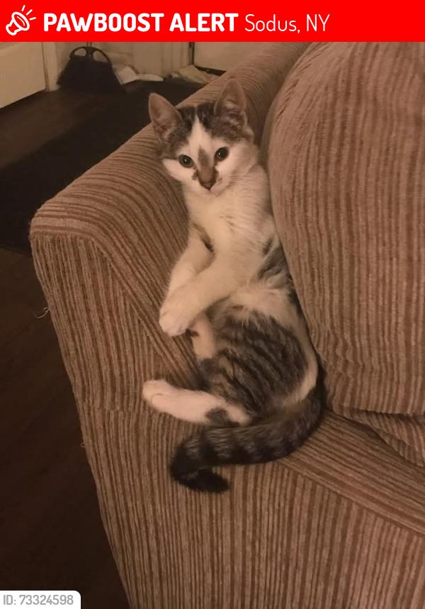 Lost Female Cat last seen On newark st behind patons and parking lot ofsodus benton apmts sodus ny, Sodus, NY 14551