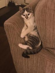 Lost Female Cat last seen On newark st behind patons and parking lot ofsodus benton apmts sodus ny, Sodus, NY 14551