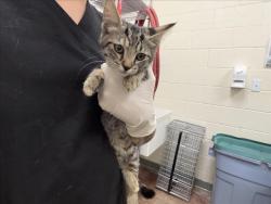 Shelter Stray Female Cat last seen 55-317 OYO WII RD SANTA FE NM 87506, 100 Caja Del Rio Rd, Santa Fe, NM 87507, USA