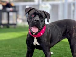 Shelter Stray Female Dog last seen , 957 N Gaffey St, San Pedro, CA 90731, USA