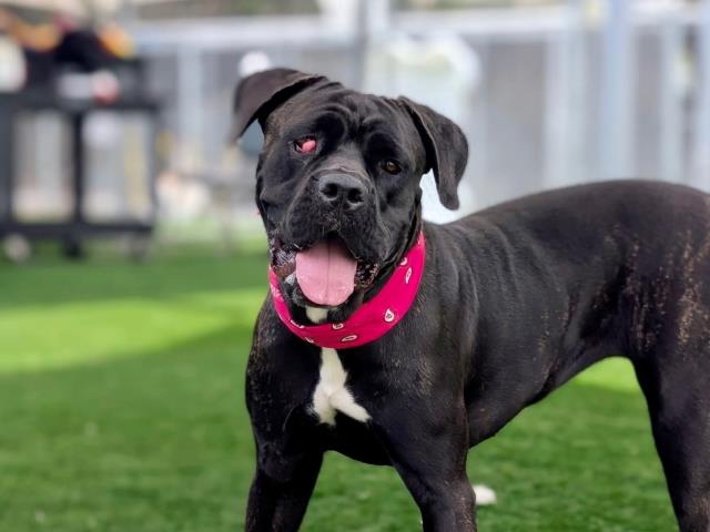 Shelter Stray Female Dog last seen , 957 N Gaffey St, San Pedro, CA 90731, USA
