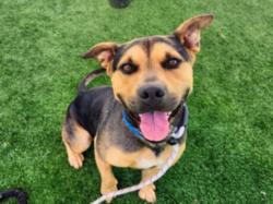 Shelter Stray Male Dog last seen , 957 N Gaffey St, San Pedro, CA 90731, USA